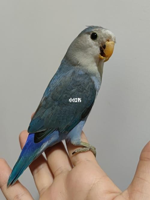 高纯蓝银顶蓝莓莓_蓝莓_牡丹_鹦鹉_牡丹鹦鹉_宠物