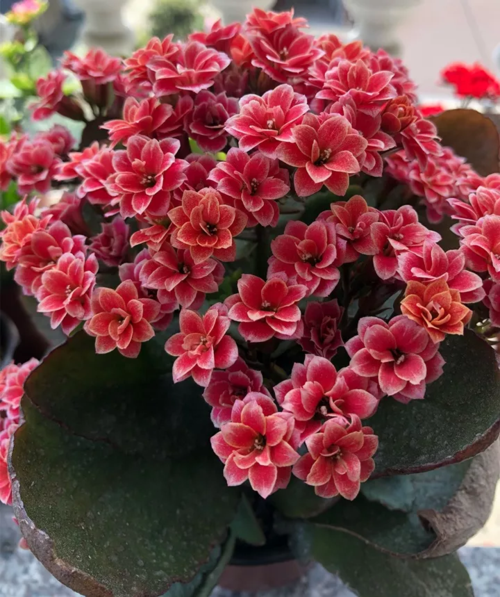 喜上加喜!长寿花的10个红色品种,家里养一盆,赛过红灯笼