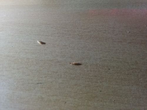 打扫的时候在床沿发现的是臭虫的幼虫吗?