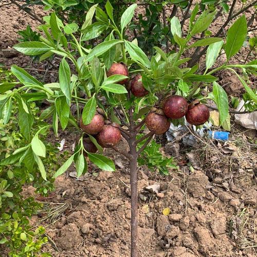 山竹苗山竹树苗果树苗盆栽地栽山竹树苗当年结果南方北方种植4年山竹