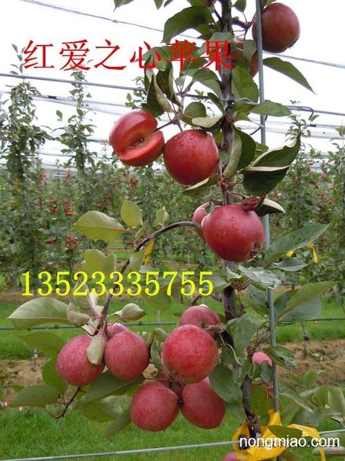 河南果树河南苹果河南突围桃河南春蜜桃河南柱壮苹果晚秋黄梨