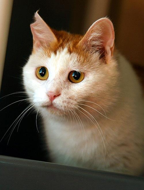【可爱猫咪找领养】装忧郁的猫婶