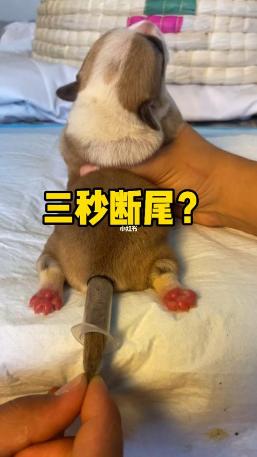 柯基断尾_柯基_狗狗_狗狗日常_宠物_狗_晒狗