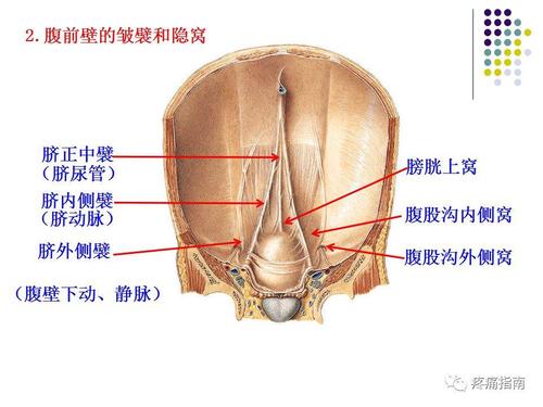 腹膜及盆底肌