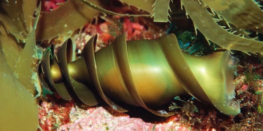 酷似手雷的鲨鱼卵看似奇丑无比却能很好的保护幼鱼