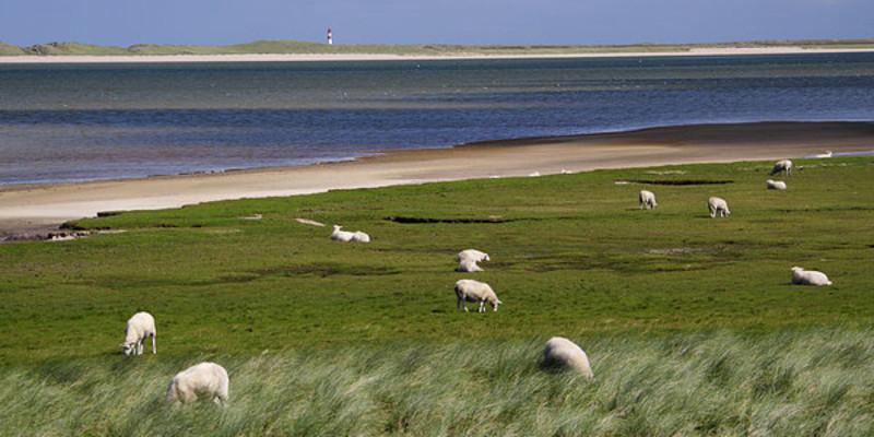 宁夏盐池县地处宁夏中部干旱带,有适于滩羊生长特定自然条件.