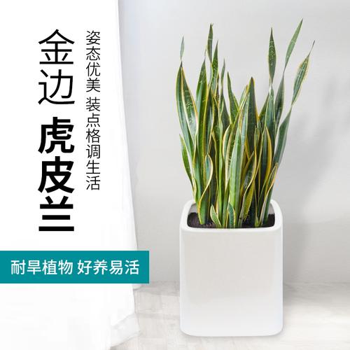 虎皮兰盆栽包邮虎皮兰大金边虎尾兰植物家用室内防辐射绿植裸苗