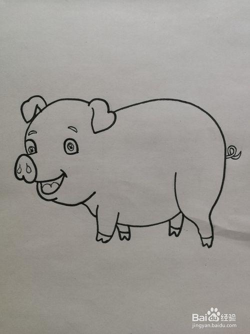 2 2,然后根据线条画出小肥猪的头部,肚子跟屁屁轮廓线.