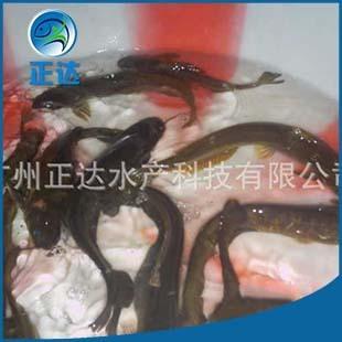 诚信厂家出售 牛尾巴鱼鱼苗 乌苏里拟鲿鱼苗
