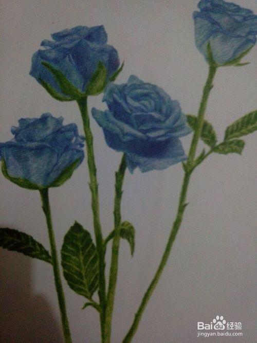 如何用彩色铅笔画蓝色妖姬