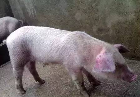 从前兆看副猪嗜血杆菌病