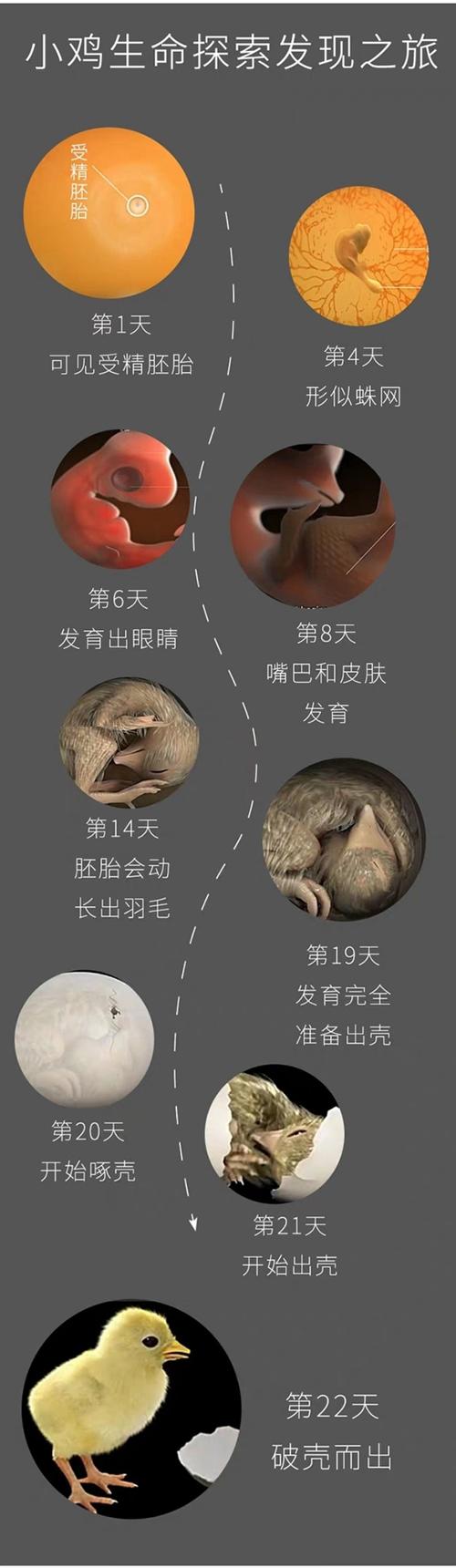 在孵化时,小鸡的主要变化