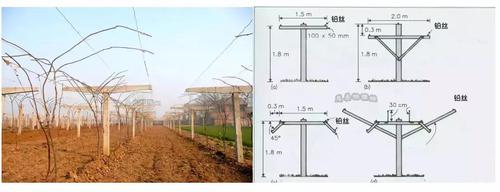 猕猴桃资讯 技术园区     平顶棚架:所用立柱的规格和栽植距离等同"t"