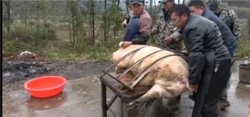 乡下农村新式杀猪方法,300多斤的大肥猪,轻轻松松就