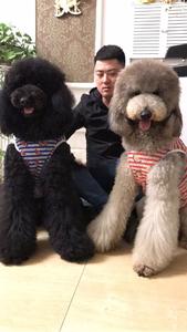 出售纯种巨贵贵宾幼犬大号泰迪熊活体宠物狗血统红香槟黑灰色