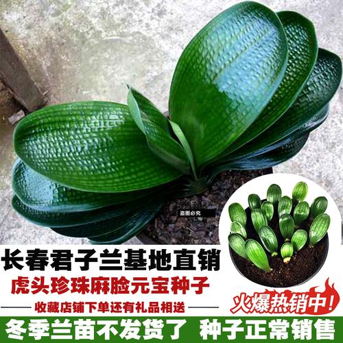 长春君子兰小苗国兰精品虎头宽叶麻脸元宝君子兰花苗室内盆栽包邮