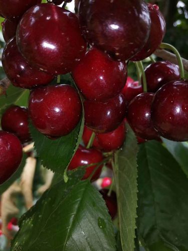 宾库晚熟大樱桃