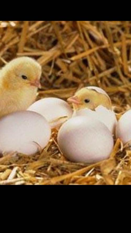 小鸡宝宝们争先恐后的破壳而出!