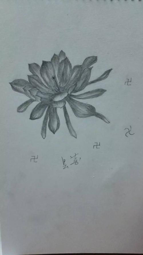 感悟:昙花一现,只为韦陀.