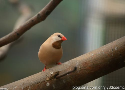 实拍:长尾草雀1(组图)