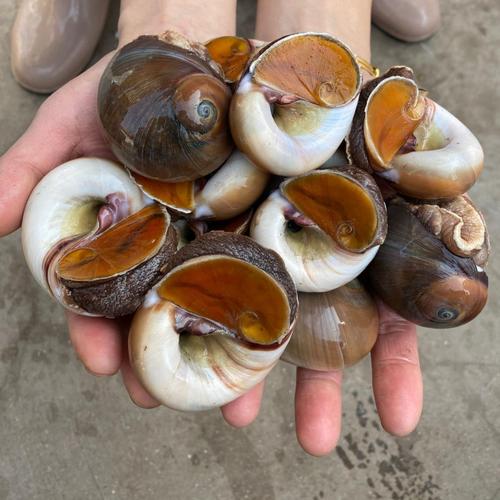 【探长道鲜】鲜活沙螺新鲜大沙螺野生香螺猫眼螺肚脐螺扁玉螺海鲜水产