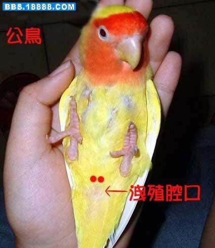 黄桃鹦鹉分辨公母