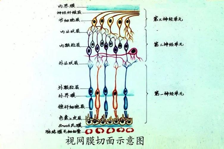郭海科眼科继教视网膜及视路解剖示意图