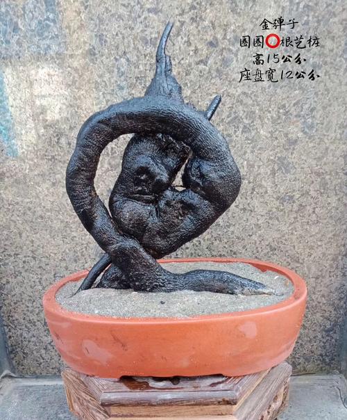 四川金子盆景老桩疙瘩原生母桩生桩阴芽悬崖桩丛林式盆景素材59