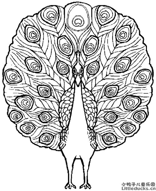骄傲的孔雀简笔画图片大全8