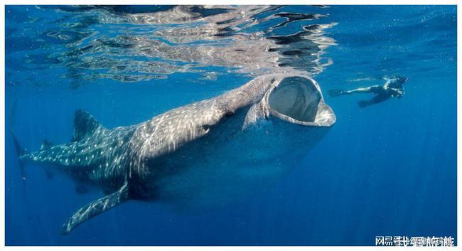 世界上最大的鲨鱼