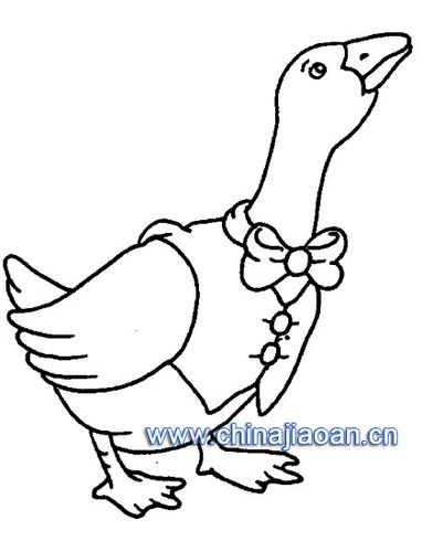 鸟类简笔画:鸭子6