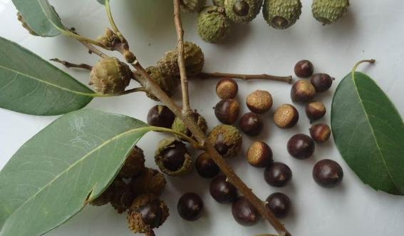 它叫苦槠,叶能喂猪,果能做豆腐,儿时天亮就去捡,今成保护植物