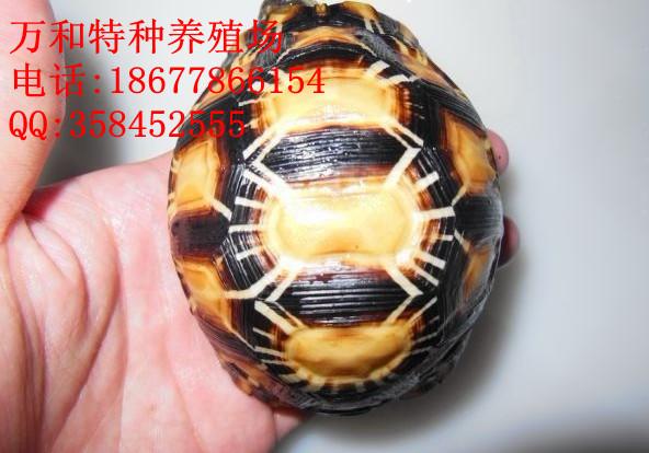 供应辐射陆龟/价格/批发商(图)