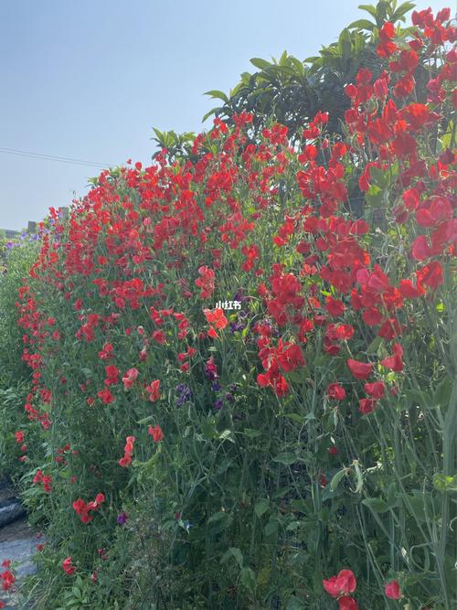 香豌豆_家装_家居_家居装饰_家居家装_家居装饰