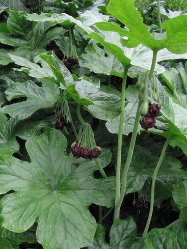 二十五味鬼臼丸最便宜是多少钱一盒