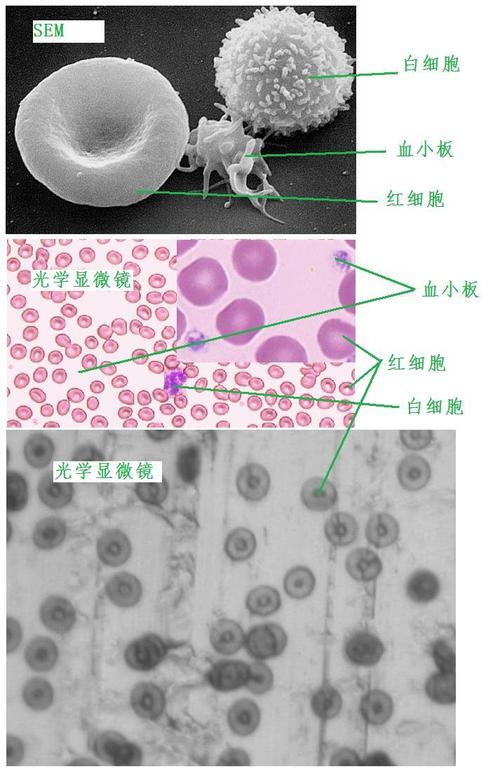 求一张在光学显微镜下看到的和电子显微镜下看到的细胞图片