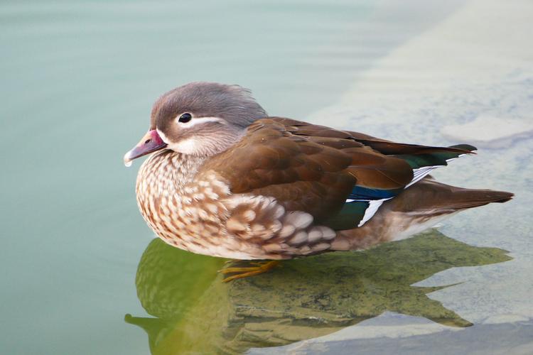 母鸳鸯也是盛装