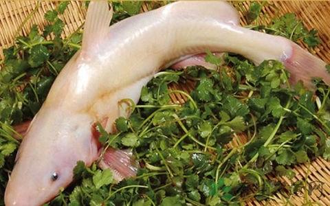鮰鱼的吃法_哪些人不能吃鮰鱼