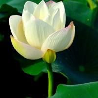 白荷花头像图片 洁白的荷花头像_微信头像图片大全