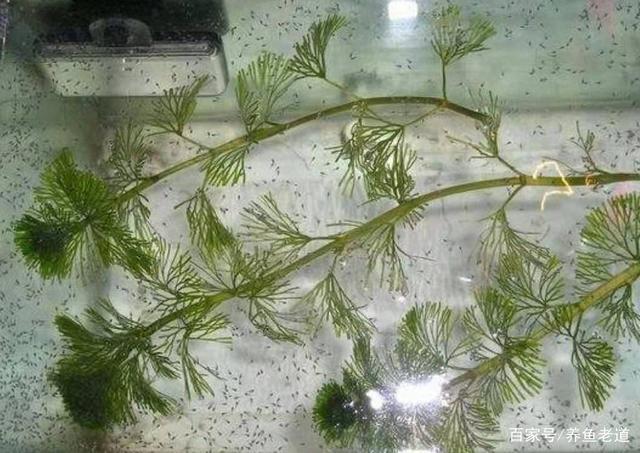 野生水草可否放到鱼缸饲养,野外的石头,小鱼等,需要