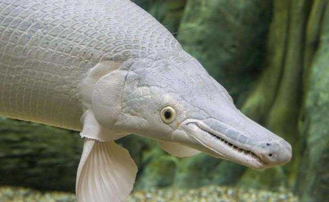 美国鳄雀鳝入侵广东一条就可以破坏整个生态系统吃货为何不吃