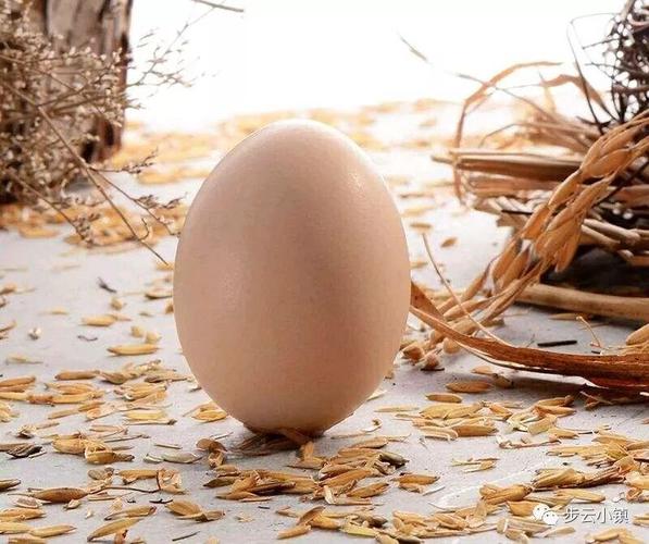 我用一枚庄河步云山的农家鸡蛋向你表白