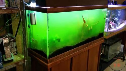 清除鱼缸绿水,性价比很好的办法,一个灯具,解决绿水