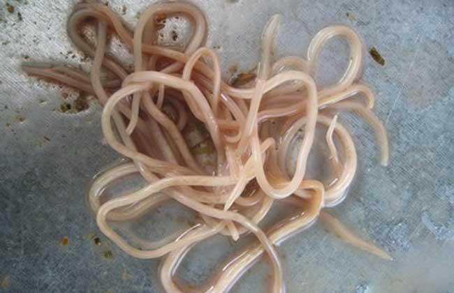 蛔虫病有哪些症状