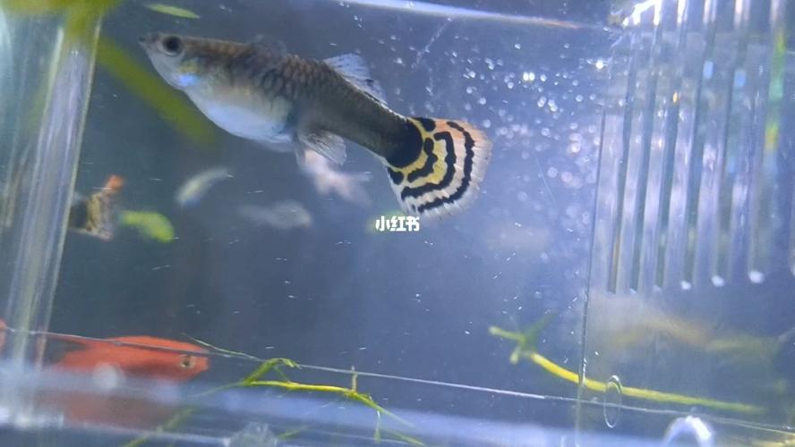 鱼_宠物_宠物其他