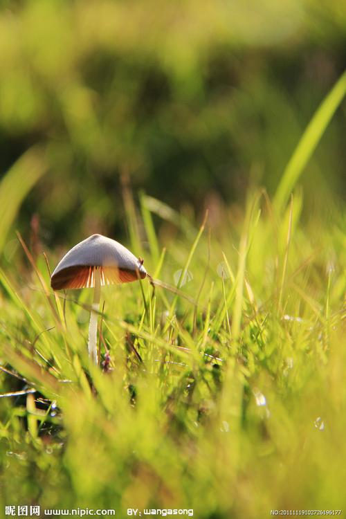 阳光与生命图片