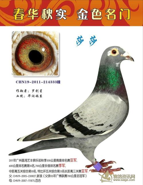 广州大名家---南粤之星--罗剑星