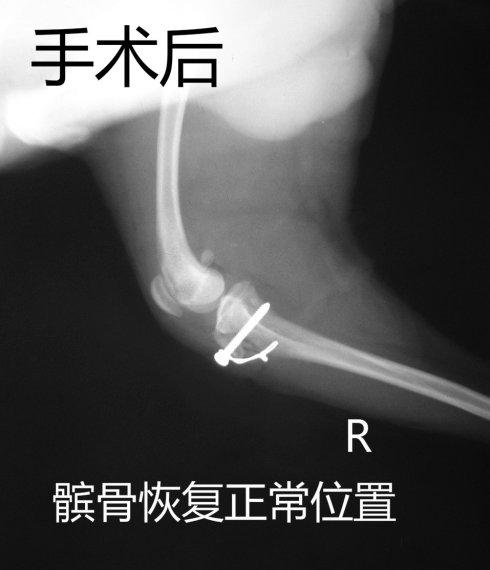 泰迪犬四级髌骨脱位手术治疗