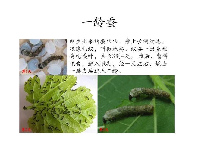 蚕的生长过程