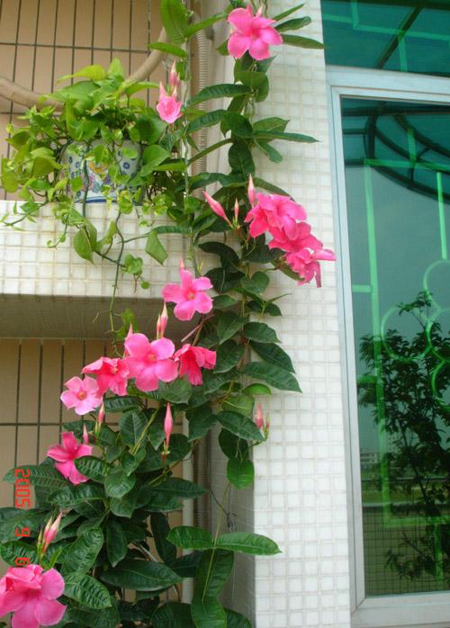 图片中的红花是什么植物,北方的露天阳台能种吗?